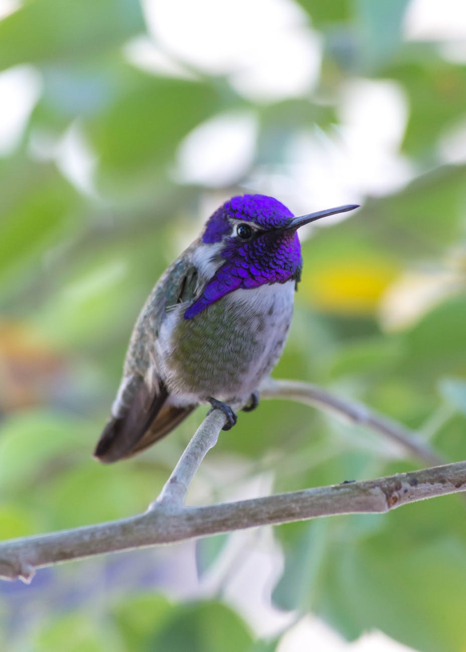 rappeur Costa illustration for Costa le rappeur militant qui bouscule tout