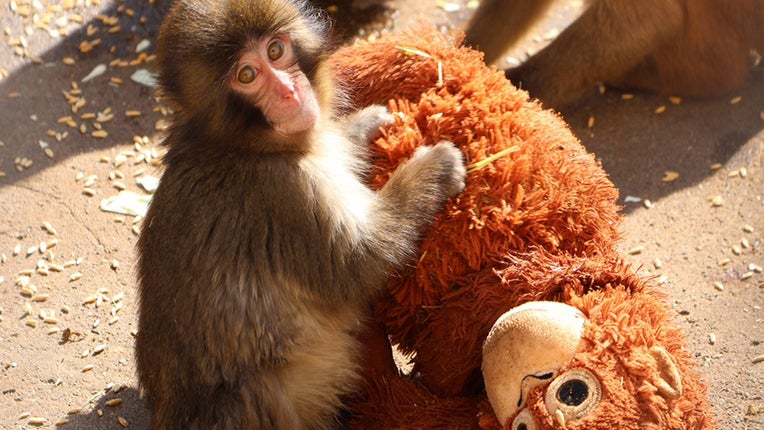 Toujours plus : Punch le petit singe a droit maintenant à son propre mini-jeu vidéo